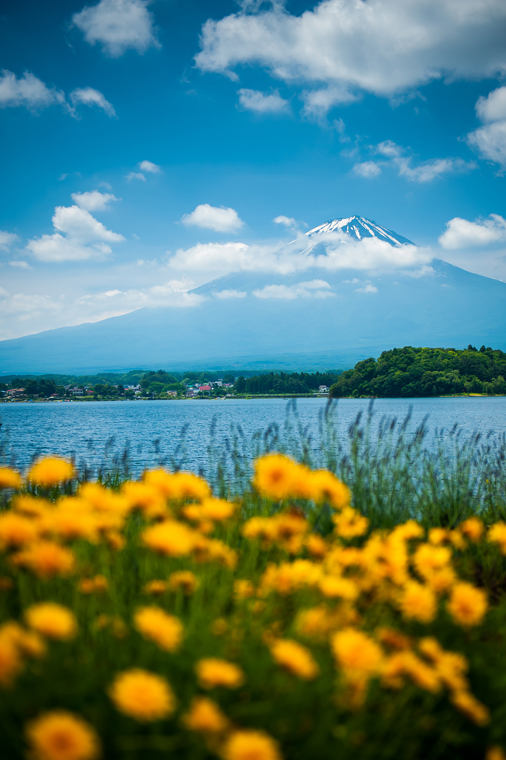 花現富士山